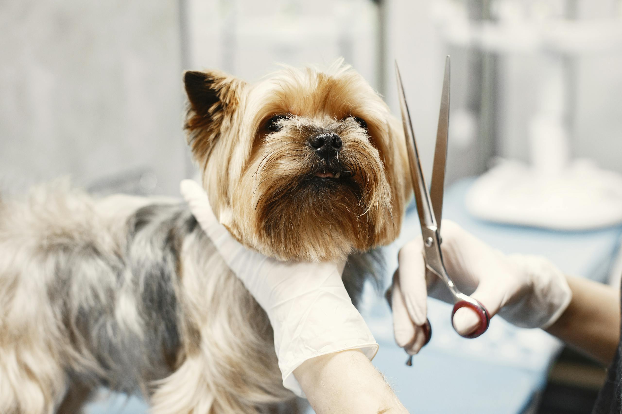 Professional groomer trimming Yorkshire Terrier's fur with scissors.